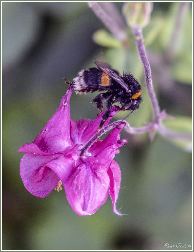 Honeybee by pcoulson