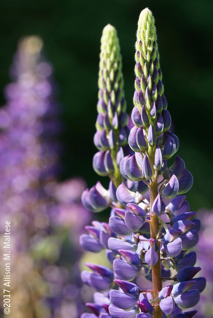Lupines by falcon11
