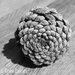 Pine cone  by 365projectdrewpdavies