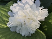 18th May 2017 -  Peony snuggling up on hosta 