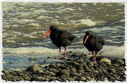 30th May 2017 - oystercatcher pair