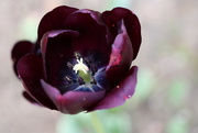 31st May 2017 - Majestic Tulip