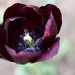 Majestic Tulip by jdraper