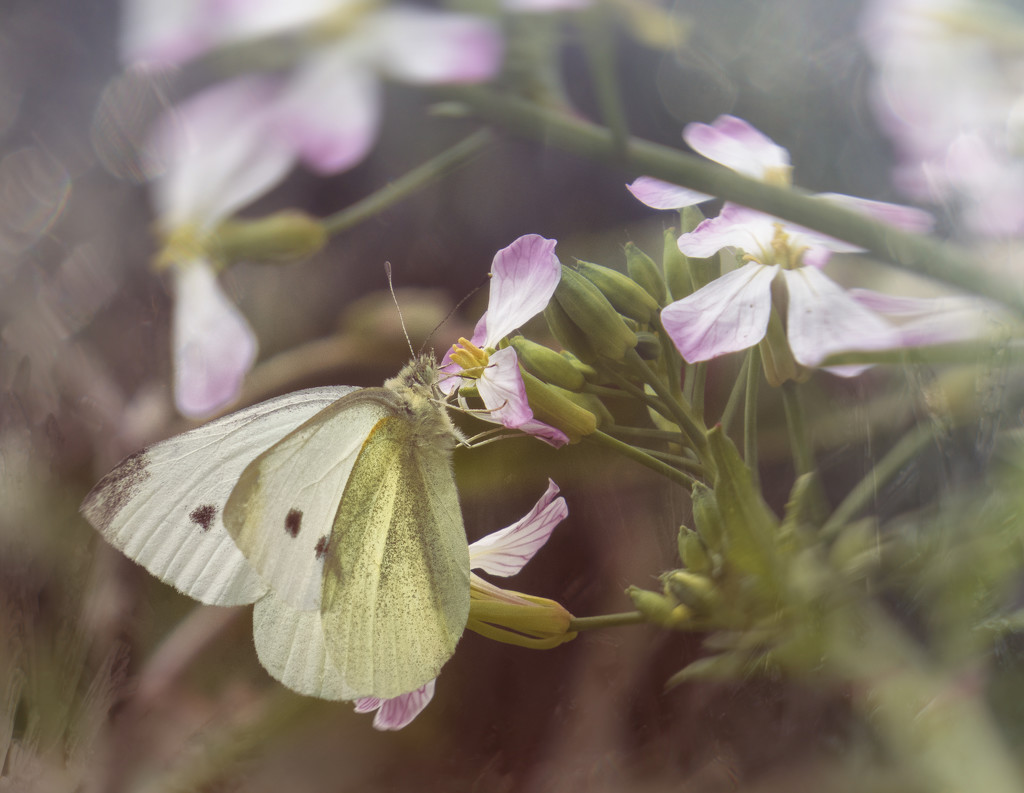 butterfly by kali66