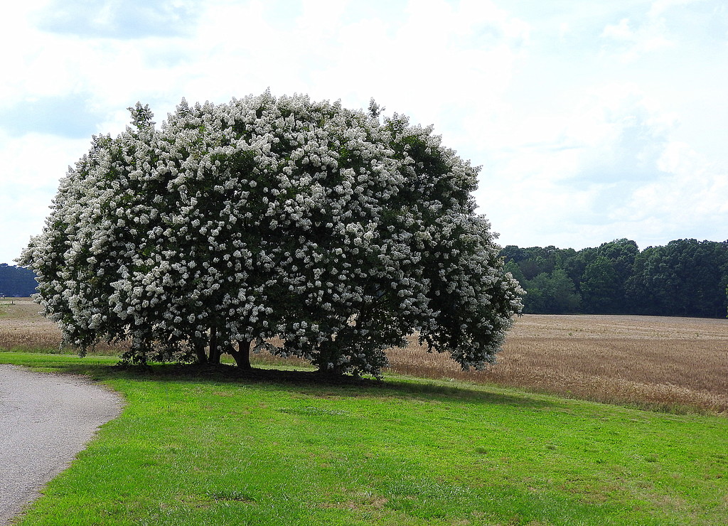 Crepe Myrtle tree in bloom by homeschoolmom