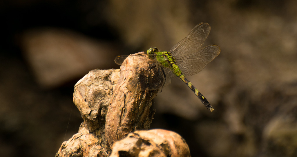 Dragonfly on a Cypress Knee! by rickster549