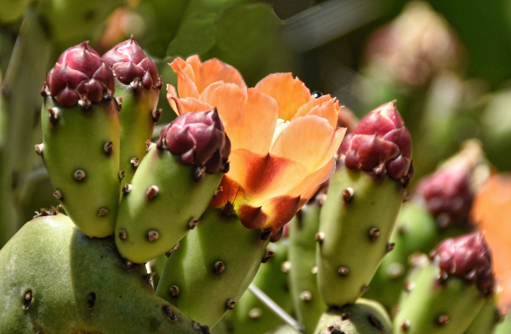 Cactus Bloom by joysfocus