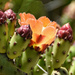 Cactus Bloom by joysfocus
