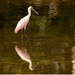 Roseate Spoonbill on a Stroll! by rickster549