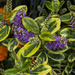 Purple and Orange Flowers by nanderson