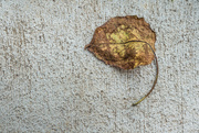 20th May 2017 - Leaf on Bumpy Sidewalk