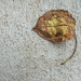 Leaf on Bumpy Sidewalk by jbritt