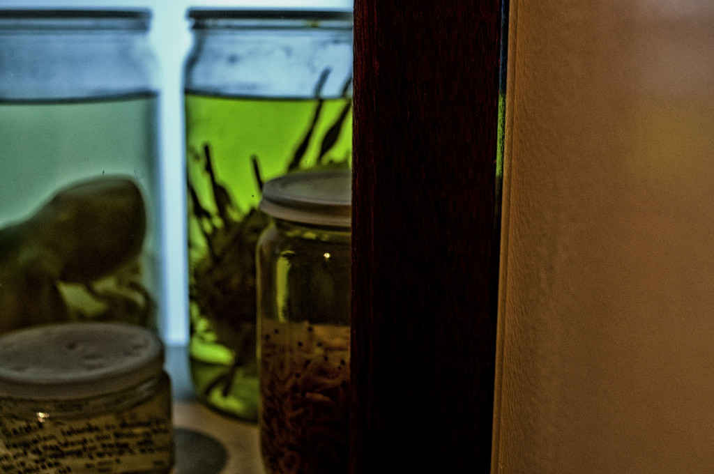 jars in a cupboard by annied