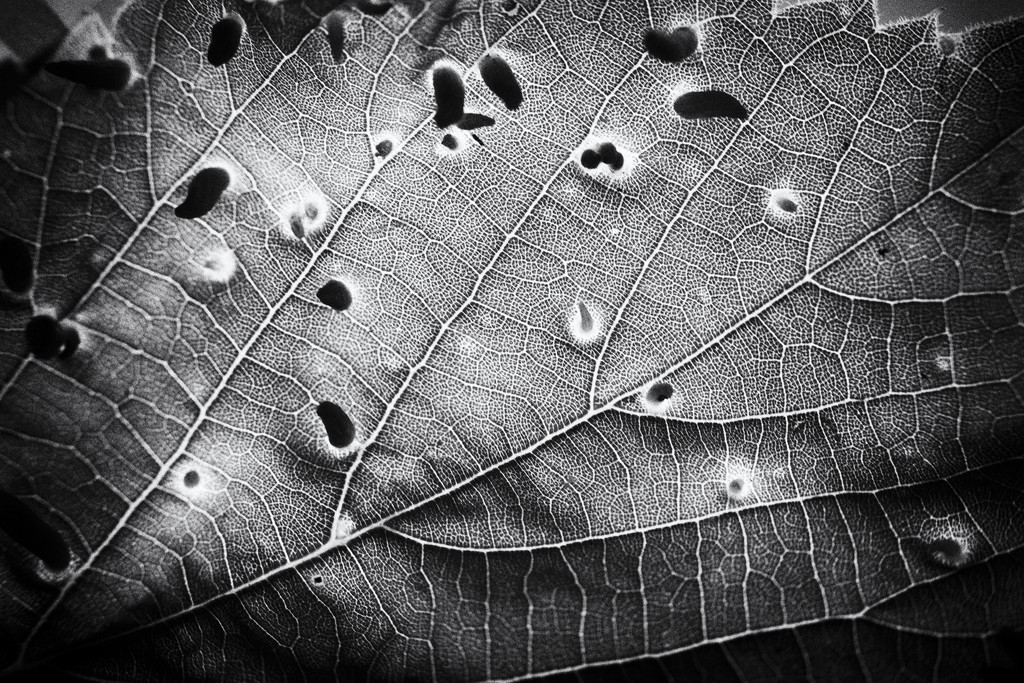 Linden leaf by haskar