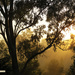 golden sunrise by koalagardens