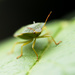 Bug shot by peadar