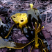 Kelp or an alien? by dkbarnett