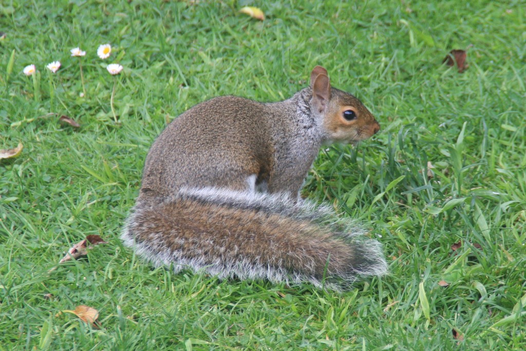 Grey Squirrel by jmdspeedy