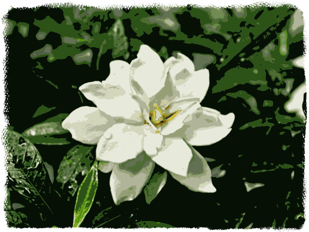 Gardenia by peggysirk