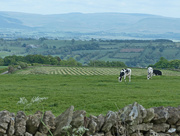 1st Jun 2017 - View across the valley