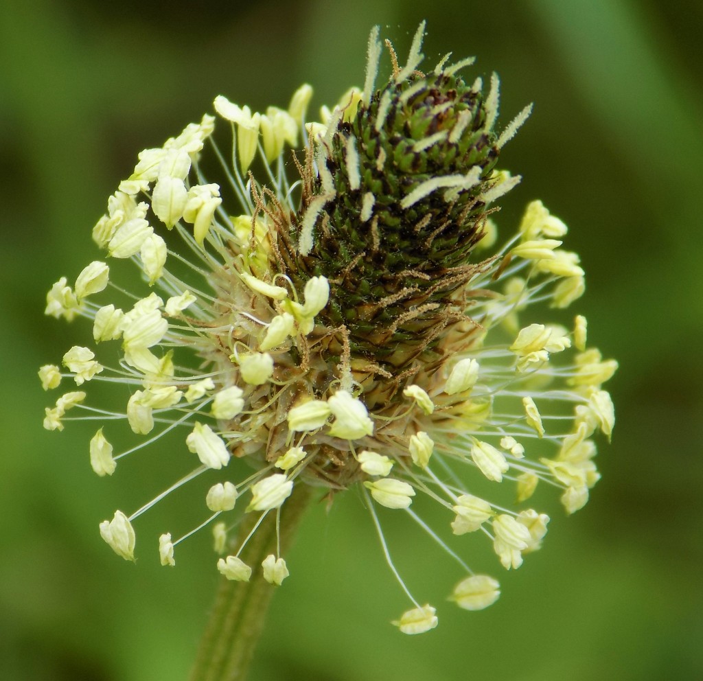 Ribwort Plantain - 30 Days Wild - Day 2 by flowerfairyann