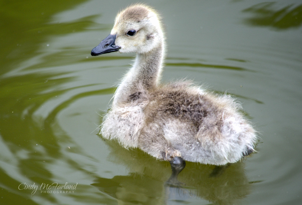 Hope your weekend is just ducky! by cindymc