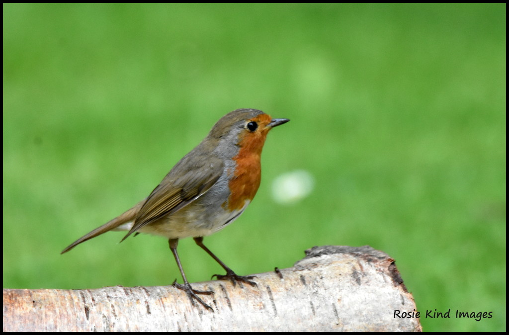 This is Mummy or Daddy Robin by rosiekind