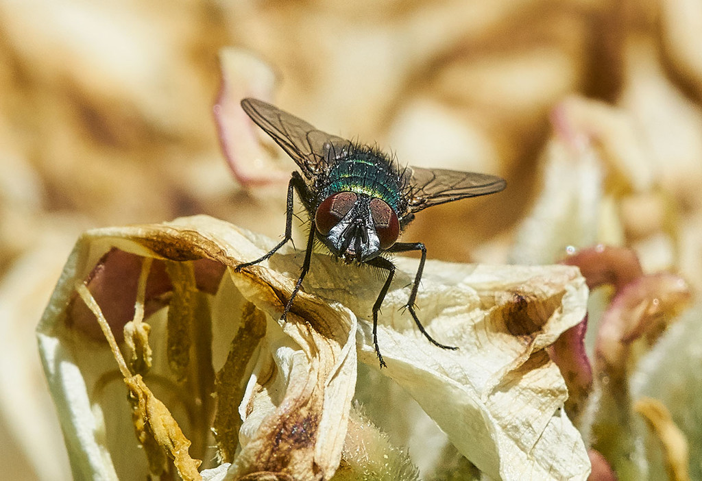 Eye to eye...with a fly... by gardencat