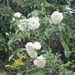 White roses by richardcreese