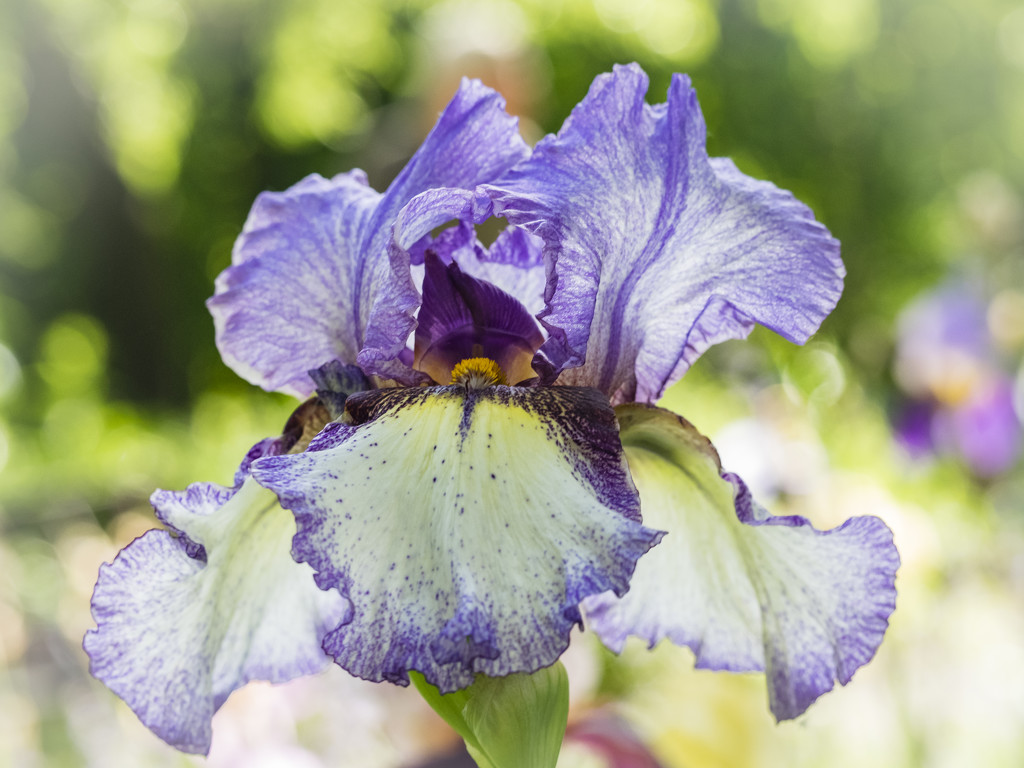 Iris germanica by haskar