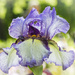Iris germanica by haskar