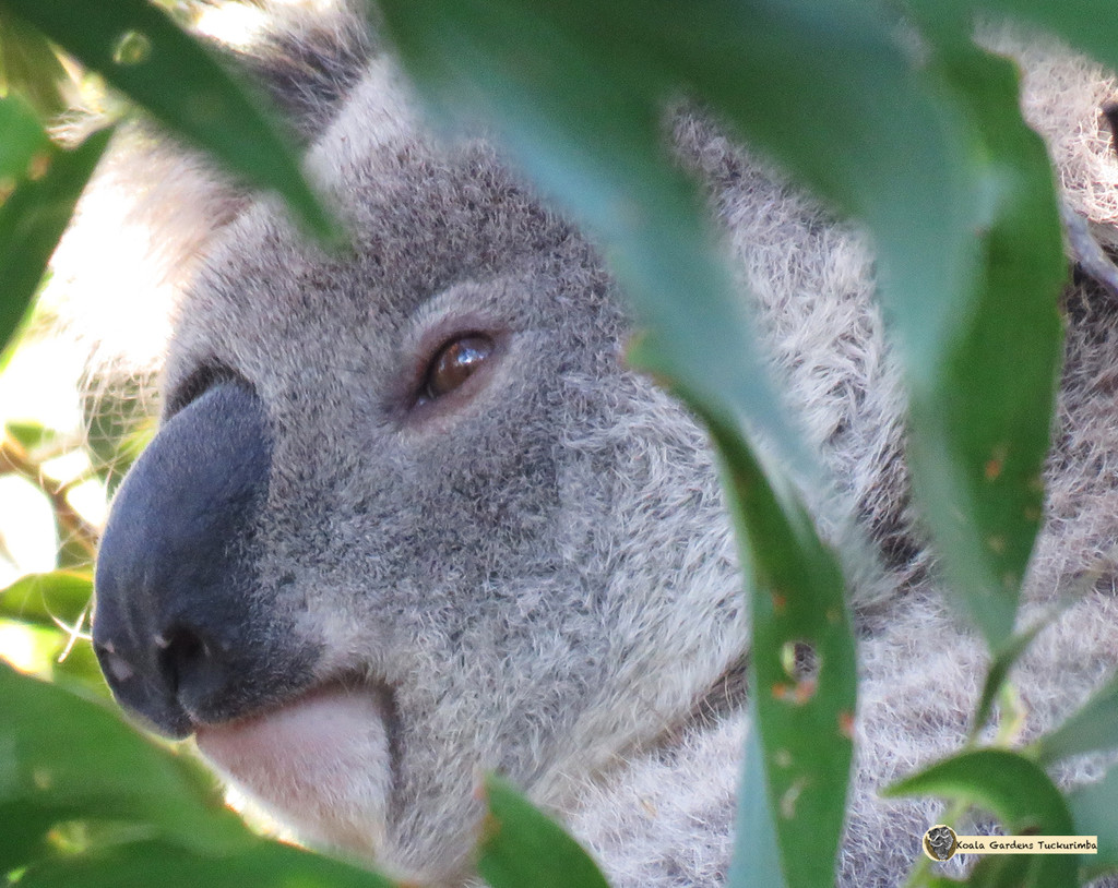 hiding out by koalagardens