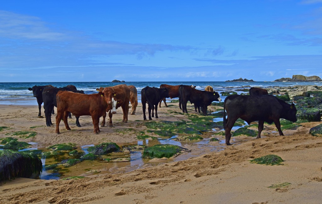 COWS by ianmetcalfe