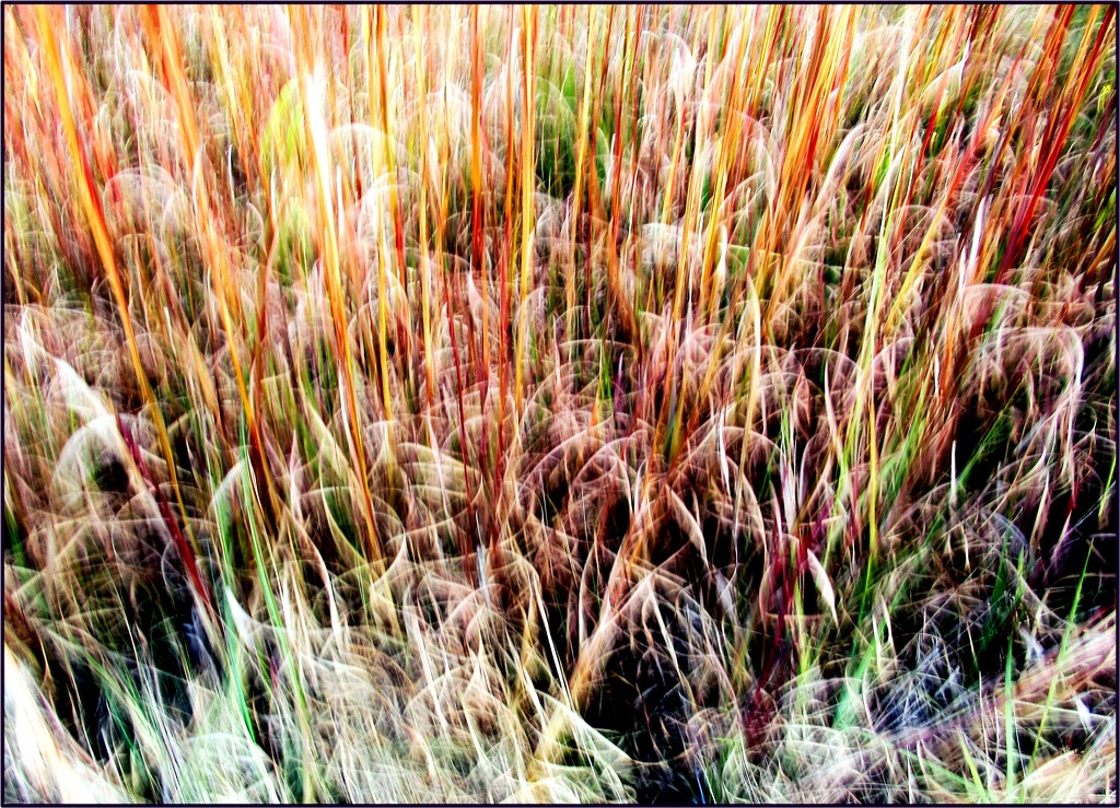 Whiskey grass. by robz