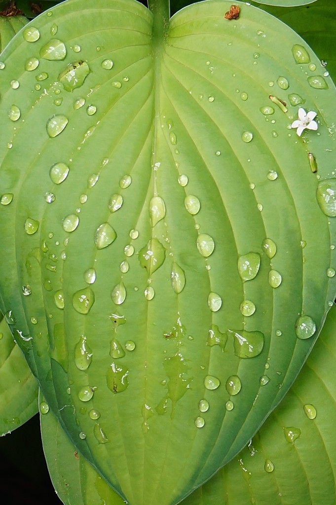 Leaf, Drops, and Floret. by meotzi