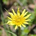 Yellow Salsify by harbie