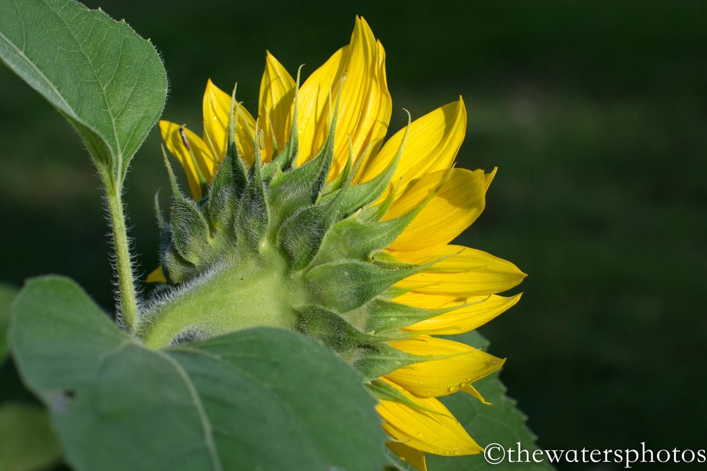 Sunflower... by thewatersphotos