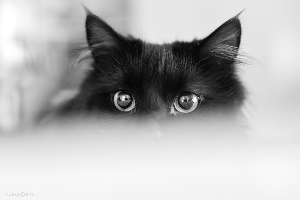 Cheshire Cat  by vera365