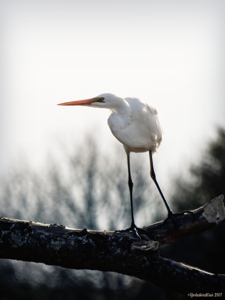 white heron by yorkshirekiwi
