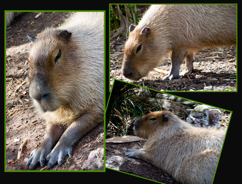 Capybara by annied