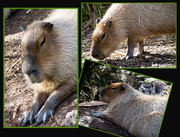 15th May 2017 - Capybara