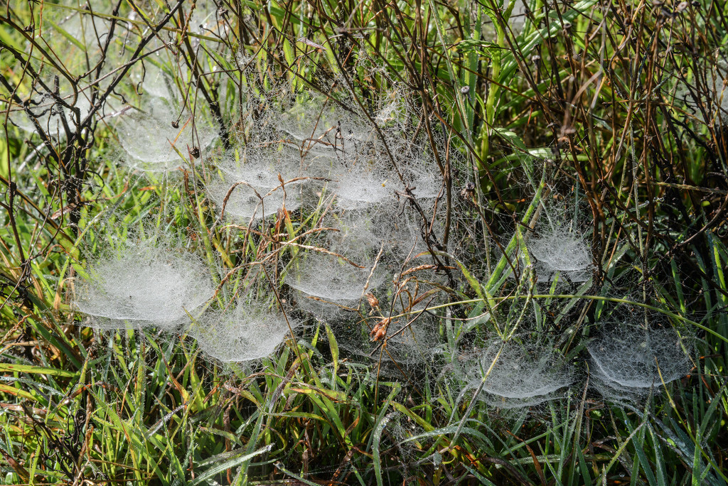 Spider webs by jeneurell
