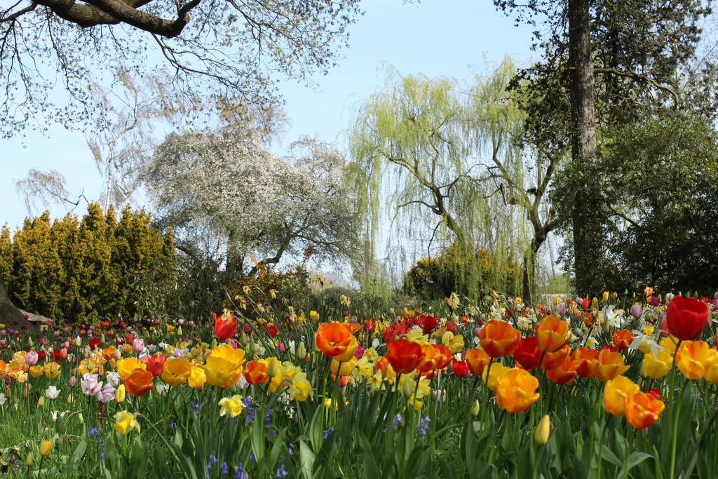 22nd April 2016 Dunsborough House Tulips by valpetersen