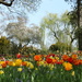 22nd April 2016 Dunsborough House Tulips by valpetersen