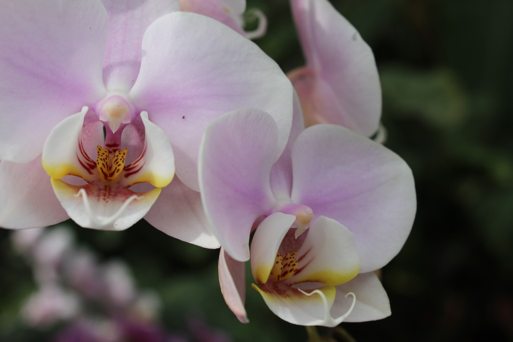 30th April 2016 orchids at Wisley by valpetersen
