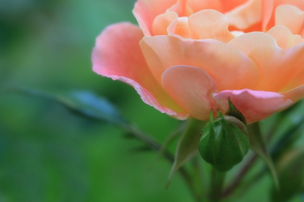 June brings roses by lynnz
