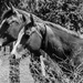 Two Horses BW by clay88