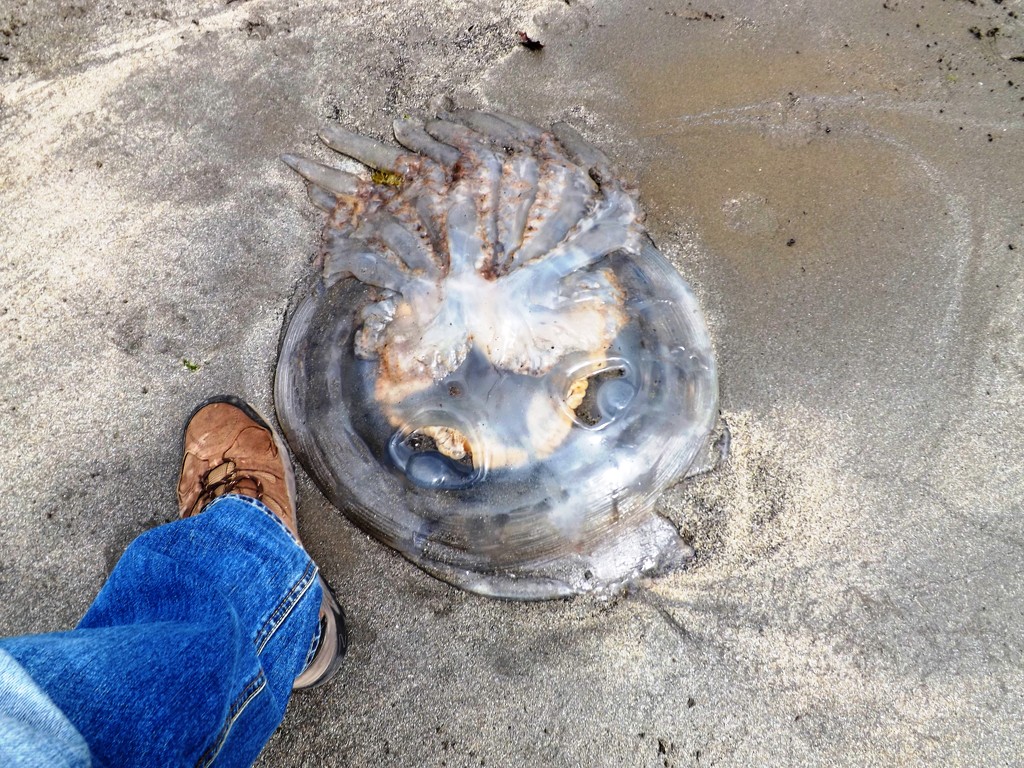 Jellyfished by ajisaac