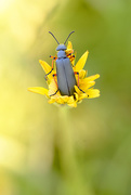 3rd Jun 2017 - Cool blue bug sitting in a yellow flower!