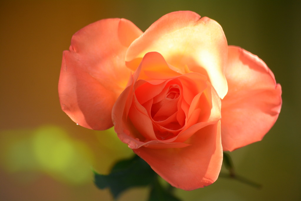 Peach rose.... by ziggy77